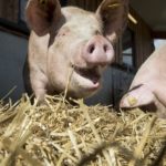 Gesunde Schweine in alternativer Haltung